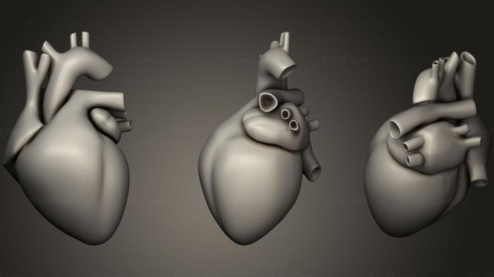 Анатомия скелеты и черепа (Человеческое сердце, ANTM_0701) 3D модель для ЧПУ станка